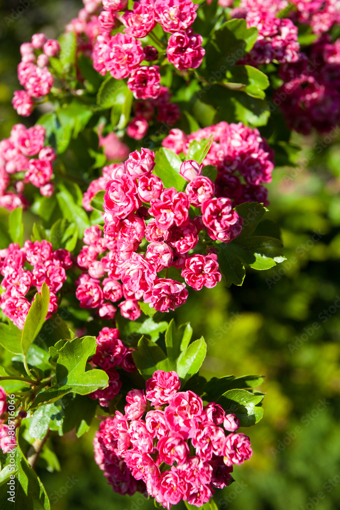 Bloosoming pink flowers of hawthorn tree Bloosoming pink flowers of hawthorn tree