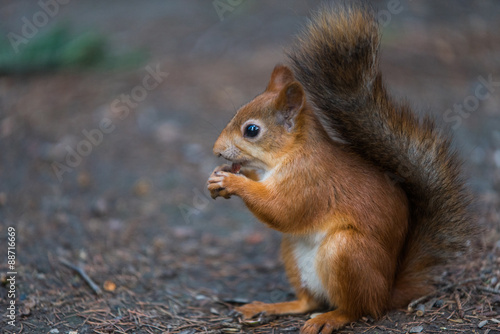 Red squirrel eating © ilyaska