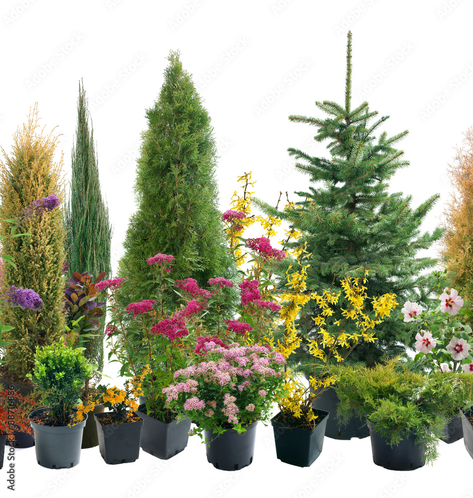 Shrubs in containers - obrazy, fototapety, plakaty 