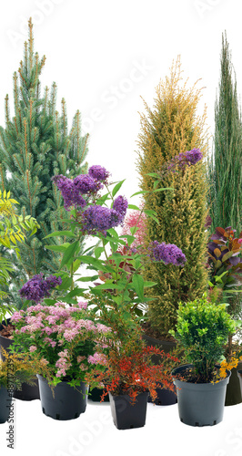 Shrubs in containers