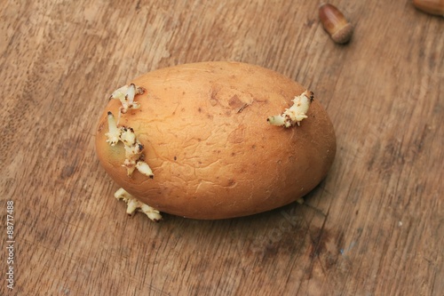 potato sprouted on a wooden vintage photo