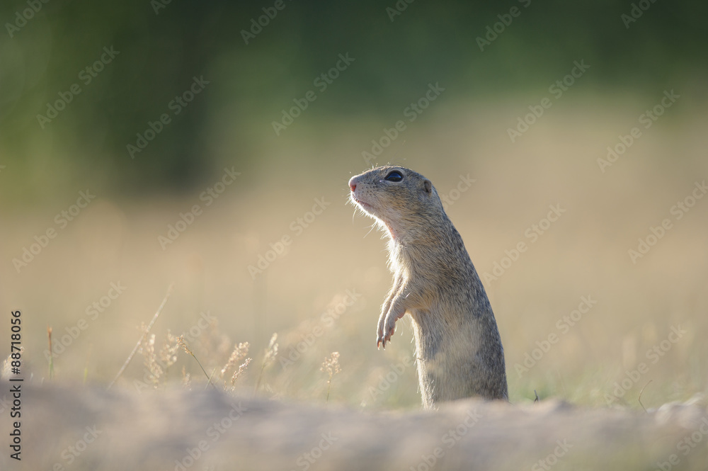 Fototapeta premium European ground squirrel standing on the ground