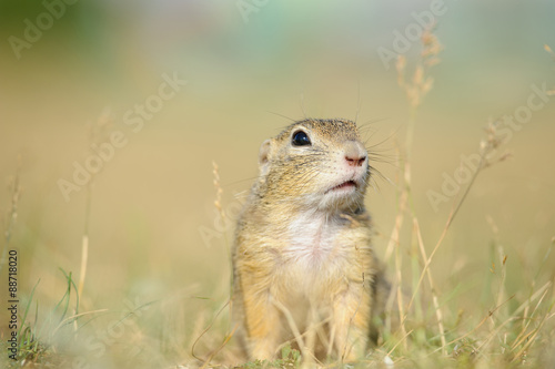 European ground squirrel from close front view