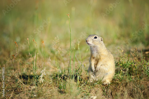 European ground squirrel sitting on green grass
