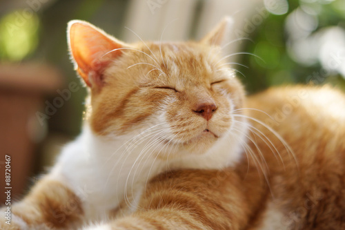 Fototapeta Naklejka Na Ścianę i Meble -  くつろぐ茶猫