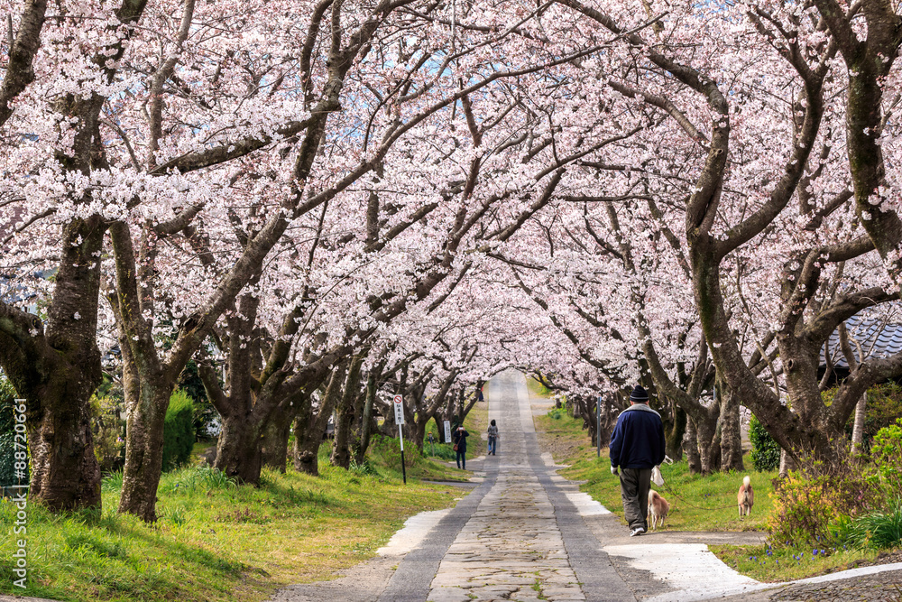 桜のアーチ＠佐賀県武雄市