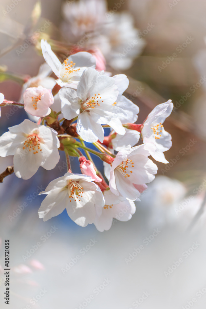 桜の花 - obrazy, fototapety, plakaty 