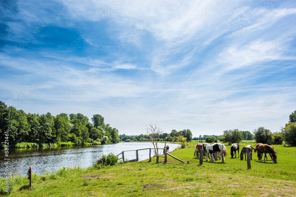 Fototapeta premium Horses on a meadow
