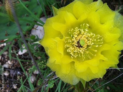 Cactus flower