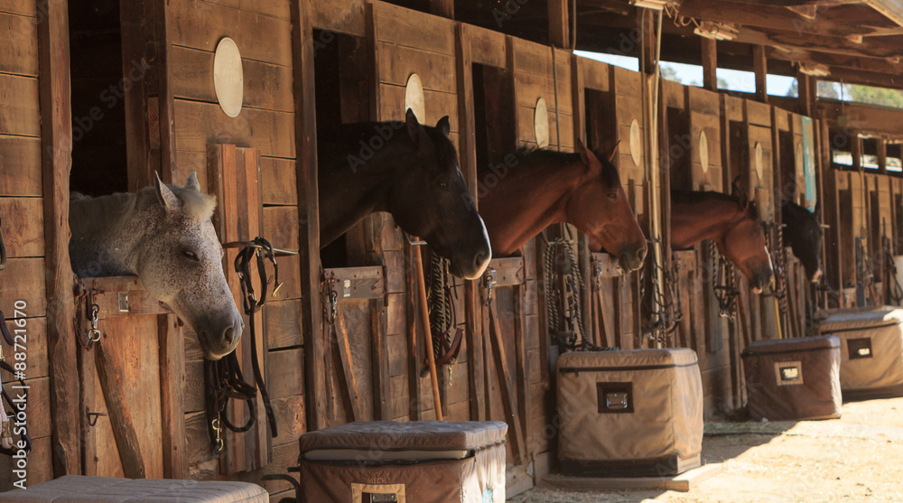 Obraz premium Louisville, Kentucky, Stany Zjednoczone, - lipiec 2015: Brown bay horse oglądać stajnię w stodole