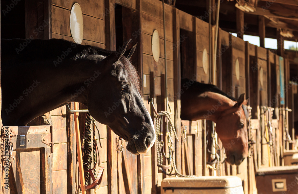 Fototapeta premium Louisville, Kentucky, United States, — July 2015: Brown bay horse view out the stable in a barn
