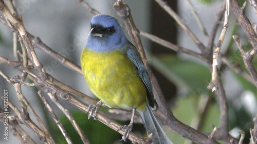 Blue & Yellow Tanager (Pipraeidea bonariensis) in natural environment 4K 