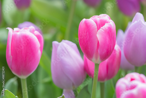 Fototapeta Naklejka Na Ścianę i Meble -  Pink and purple tulip flowers, selective focus