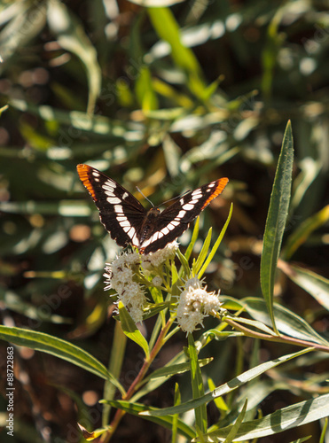A California Sister Butterfly, Adelpha bredowii californica, on a white flower in spring photo