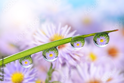 Flowers in the drops of dew on the green grass. Nature background.