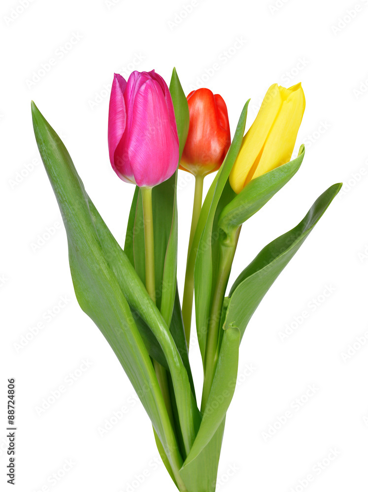 Purple, yellow and red tulip with green leaf Purple, yellow and red tulip with green leaf