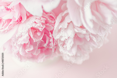 Fresh cut bouquet of Pink Peonies in natural light. Delicate floral arrangement. Taken from above on pink background. 