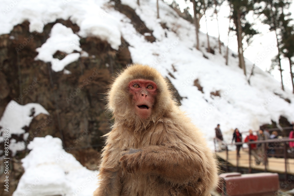 Obraz premium 地獄谷サル