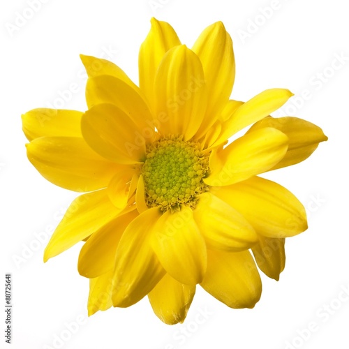 Closeup of yellow daisy on the white
