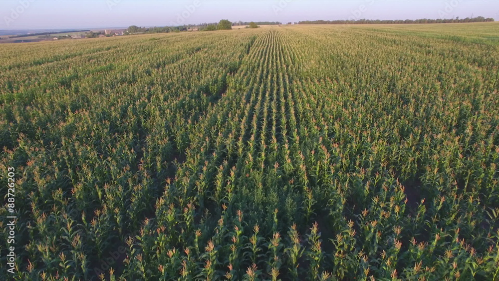 Aero Flight over the corn field in sunset Aero Flight over the corn field in sunset