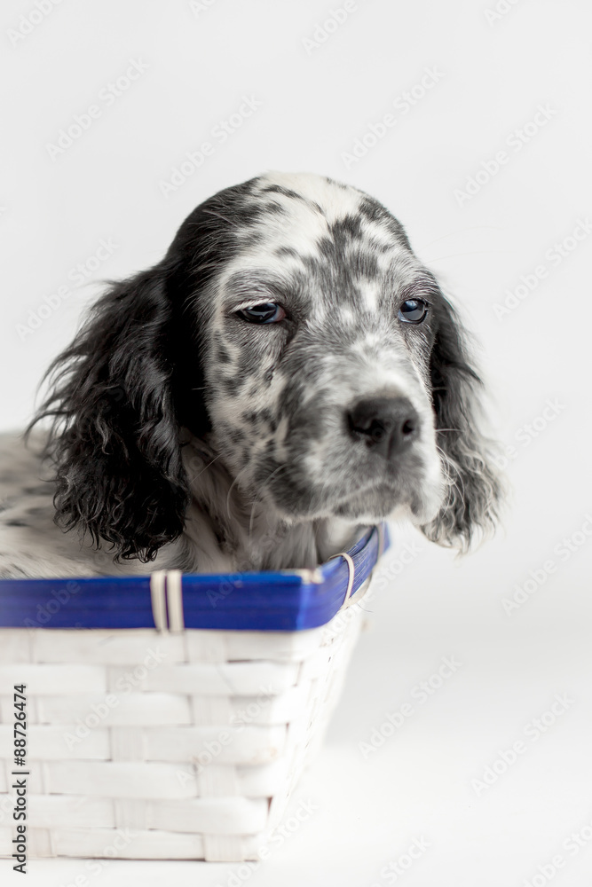 Foto Stock Primo piano di un cucciolo di cane setter inglese dentro una  cassetta in legno bianca e blu | Adobe Stock
