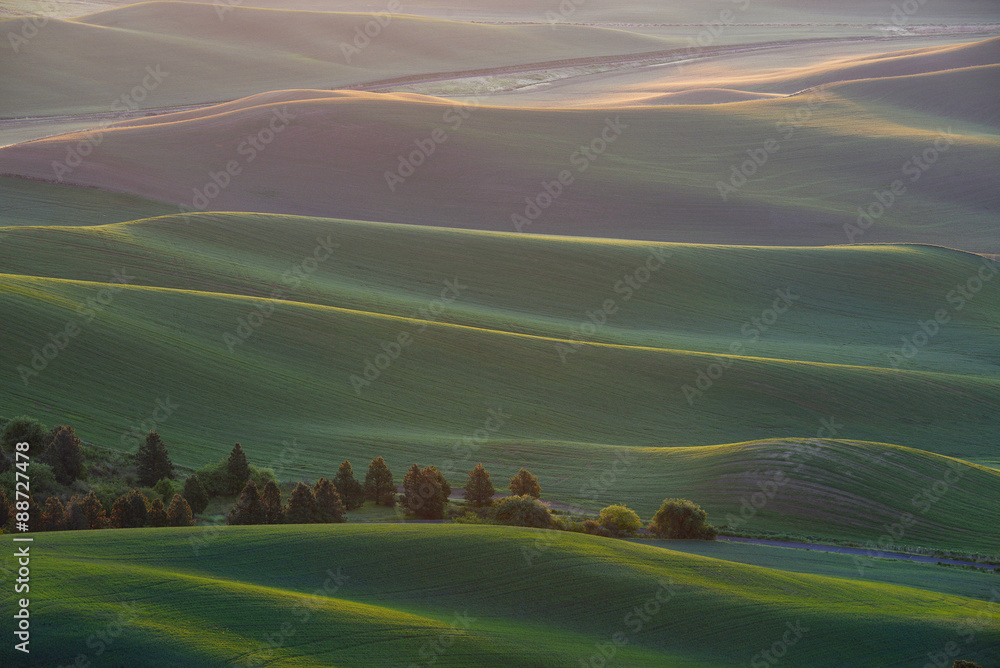 green wheat hill from palouse - obrazy, fototapety, plakaty 