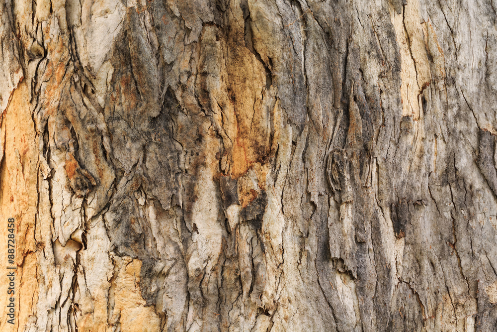 Bark texture background Bark texture background