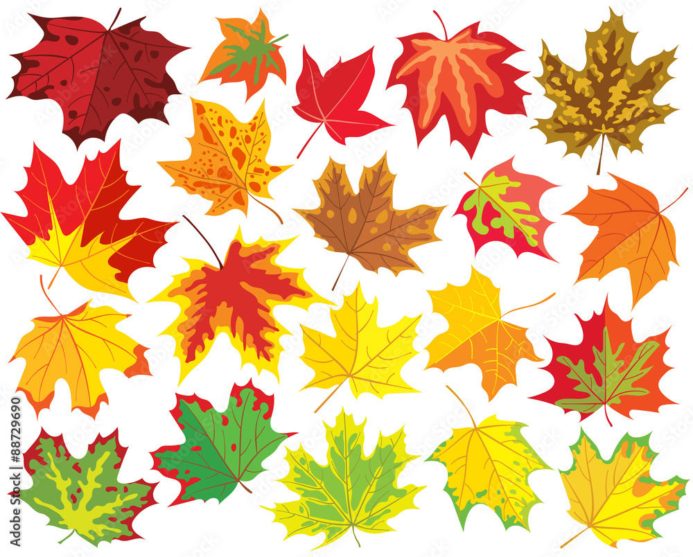 Obraz premium Colorful maple leaves