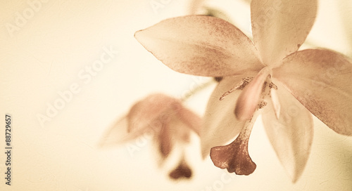 orchids in soft color and blur style for background
