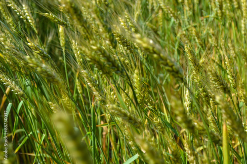 ears of wheat, blur