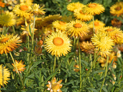 Strohblumen - Helichrysum