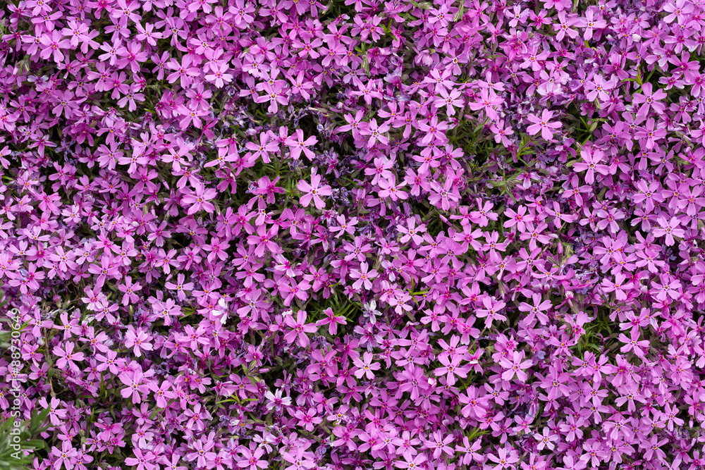 Aubrieta cultorum - pink or purple small flowers