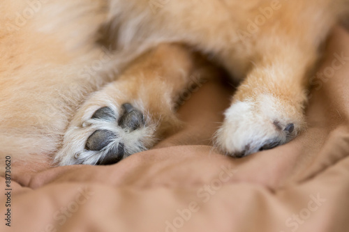 close up image, detail of foot pomeranian dog