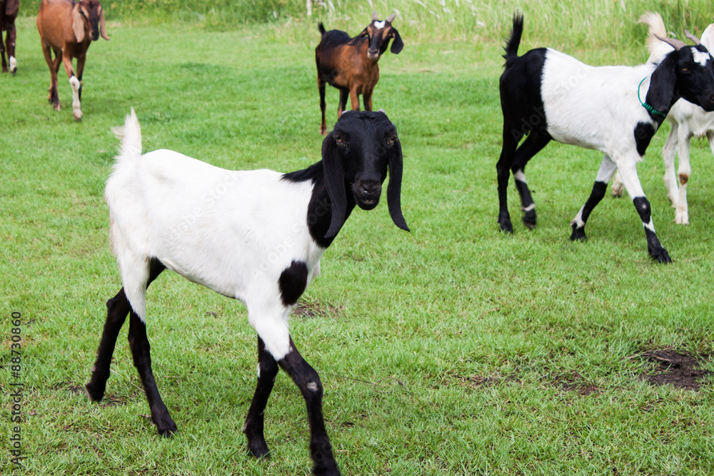 Goats Walking