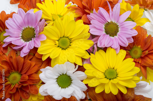 Close up of the colorful chrysanthemum flowers