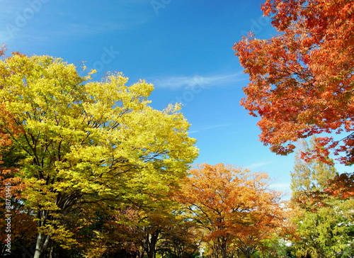 公園の紅葉