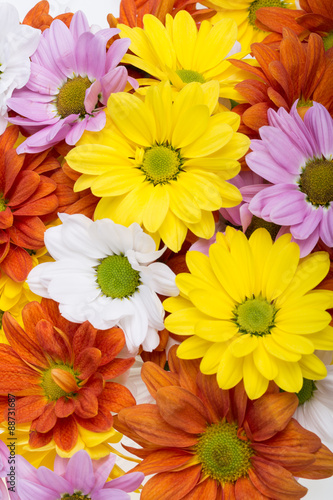 Close up of the colorful chrysanthemum flowers