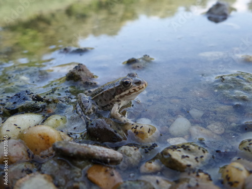 Small frog in nature