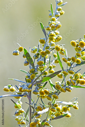 Полынь горькая (Artemisia absinthium). Цветущий куст