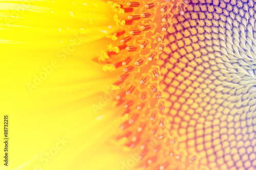 Beautiful flowers made with color filters  flower background.
