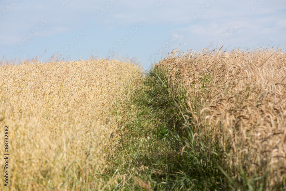 Fototapeta premium golden wheat in a farm field
