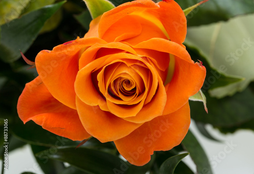  the orange-rose against the background of green leaves