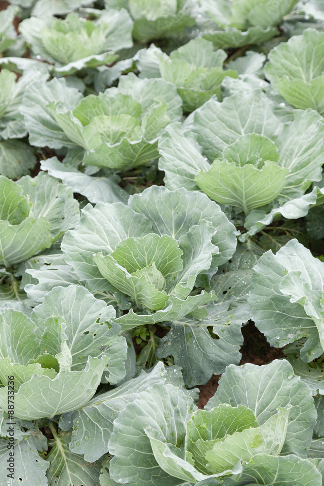 Agriculture cabbage Agriculture cabbage