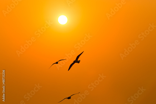 Seagull flying at sunset