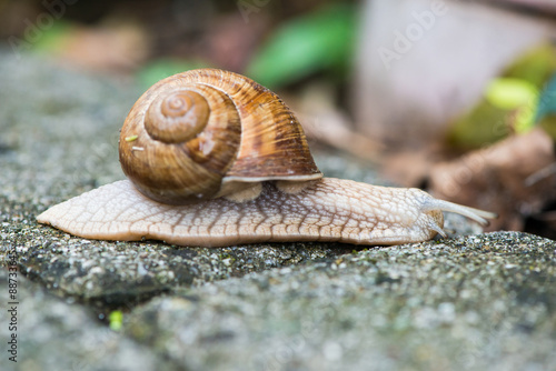 snail helix pomatia