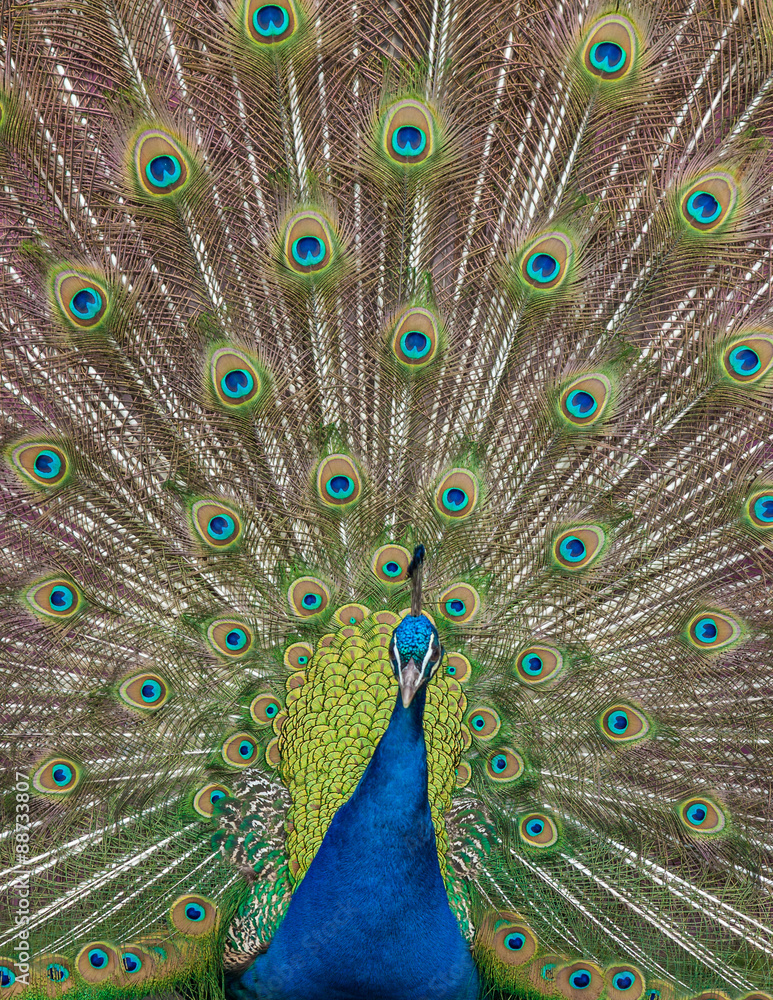 Fototapeta premium Peacock display