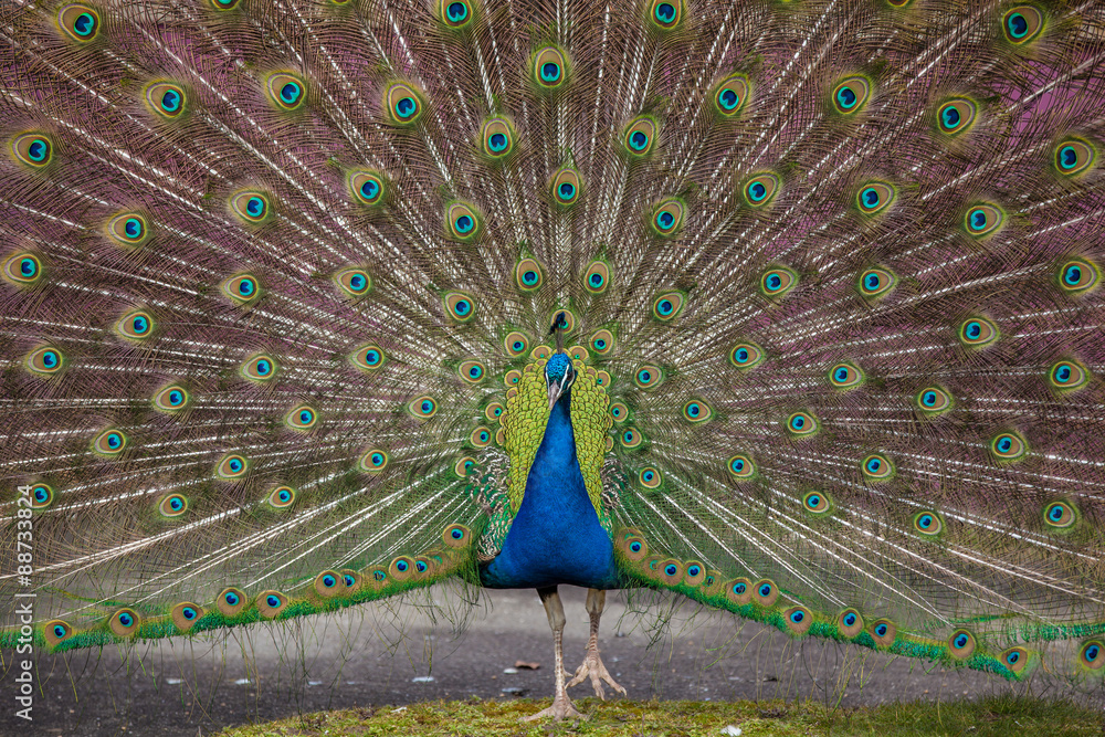 Obraz premium Peacock display