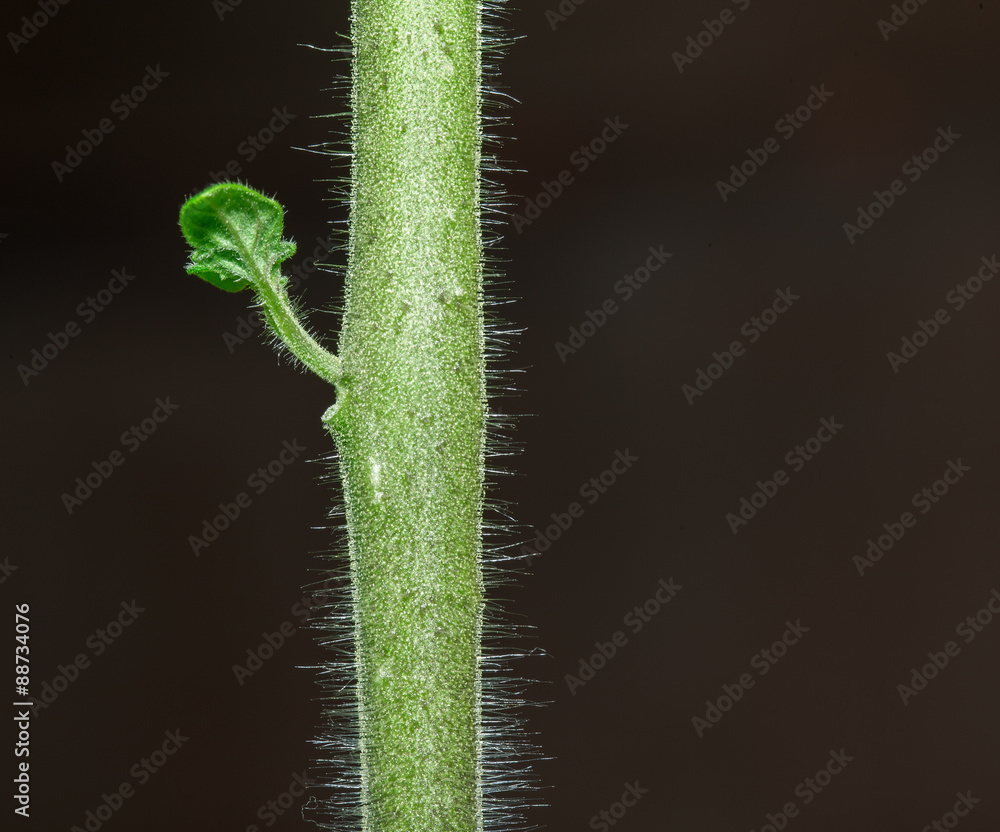 Tomato plant stem