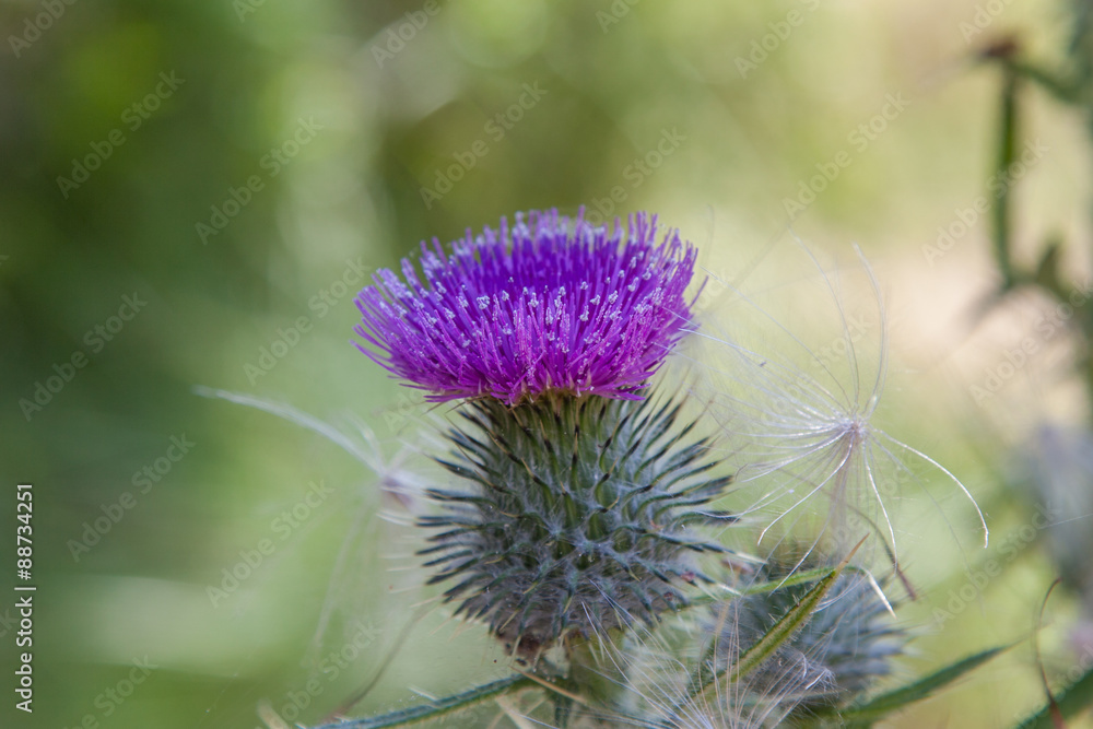 Thistle Thistle