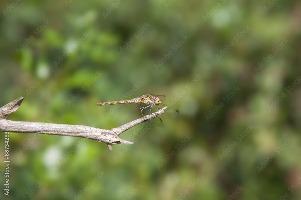 Dragon fly Dragon fly